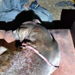 Vecinos de la Reforma reportan caso de maltrato animal