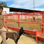 Se suman binomios caninos al blindaje contra el GBG en Chihuahua