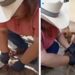 Alerta SDR sobre prácticas erróneas al atender heridas asociadas al Gusano Barrenador del Ganado