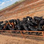 Reanuda Chihuahua exportación de ganado a Estados Unidos por San Jerónimo-Santa Teresa