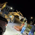En Anáhuac rescatan una vaca que cayó en una fosa